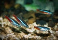 Neon Fishes school in aquarium Royalty Free Stock Photo