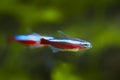 Neon glow cardinal tetra, popular and easy to keep ornamental tropical dwarf cyprinid fish from Orinoco river basin