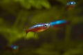 Neon glow cardinal tetra swim in low light blackwater aquarium, popular and easy to keep ornamental tropical dwarf cyprinid
