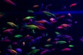 Neon glow fish color freshwater aquarium pets