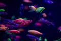 Neon glow fish color freshwater aquarium pets