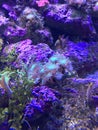 Neon glowing coral reef