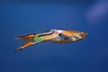 Neon glowing freshwater dwarf fish Endler guppy in biotope aquarium, popular commercial species in natural coloration, free space