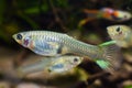 Neon glowing freshwater dwarf fish Endler guppy, Poecilia wingei in natural coloration in biotope aquarium