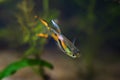 Neon glowing freshwater male of dwarf fish Endler guppy, Poecilia wingei in fascinating natural coloration in biotope aquarium