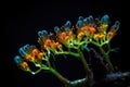 neon glowing microorganisms in colors on a black background.