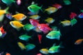 Neon glowing tetra Glofish breed, Gymnocorymbus ternetzi, colorful adults active and healthy, freshwater characin fish Royalty Free Stock Photo