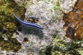 Neon Goby Royalty Free Stock Photo
