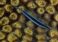 Neon Goby-Gobiasoma oceanops Royalty Free Stock Photo
