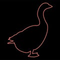 Neon goose Gosling Geese Anser Gander red color vector illustration image flat style Royalty Free Stock Photo