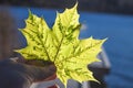 Neon green autumn leaves Royalty Free Stock Photo