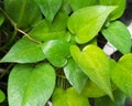 Neon Green Foliage of Neon Pothos Or Epipremnum Pinnatum