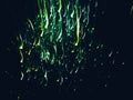 Neon green lights falling firework sparkles lines Royalty Free Stock Photo