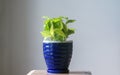 Neon Green Pothos plant Royalty Free Stock Photo