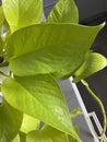 Neon green pothos plant houseplant closeup Royalty Free Stock Photo