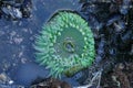 Neon green sea anemone, Anthopleura xanthogrammica Royalty Free Stock Photo