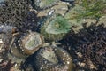 Neon green sea anemone, Cobble Beach Royalty Free Stock Photo