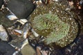 Neon green sea anemone Royalty Free Stock Photo