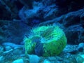 Neon Green Trachyphyllia Brain Coral showing Tentacle
