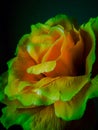 neon green yellow flowers Royalty Free Stock Photo
