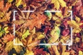 Neon light frame in colorful autumn leaves Royalty Free Stock Photo