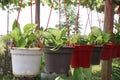 neon money plant on hanging pot Royalty Free Stock Photo