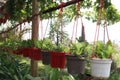 neon money plant on hanging pot Royalty Free Stock Photo