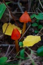 Neon mushrooms