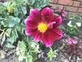 Neon pink and yellow flower