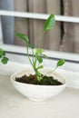 Neon Pothos. Epipremnum Aureum Neon. Heart-shaped leaves in a brilliant, electrifying green on white background. Royalty Free Stock Photo