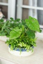 Neon Pothos. Epipremnum Aureum Neon. Heart-shaped leaves in a brilliant, electrifying green on white background. Royalty Free Stock Photo