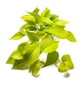 Neon pothos plant Royalty Free Stock Photo