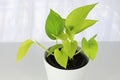 A neon pothos plant in a white pot on a white table Royalty Free Stock Photo