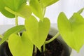 A neon pothos plant in a white pot on a white table