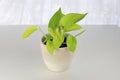 A neon pothos plant in a white pot on a white table