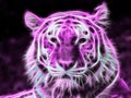 Neon Purple Tiger