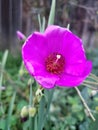 Neon purple wildflower in garden Royalty Free Stock Photo