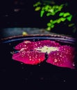 Red flower floating in water with water drops on its patels isolsted in black background with green leaves Royalty Free Stock Photo