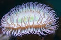 Neon sea anemone Royalty Free Stock Photo