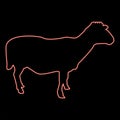 Neon sheep Ewe Domestic livestock Farm animal cloven hoofed Lamb cattle red color vector illustration image flat style