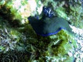 Neon Slug (Nembrota Milleri) in the filipino sea 27.2.2017