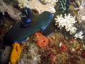 Neon Slug (Nembrota Milleri) in the filipino sea 28.2.2017