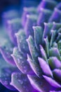 Neon Succulent Macro