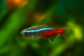 Neon Tetra