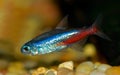 Neon Tetra