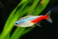 Neon Tetra Royalty Free Stock Photo