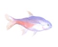 The Neon tetra