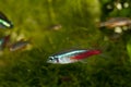 Neon Tetra Fish Royalty Free Stock Photo