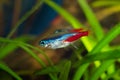 Neon tetra fish in aquarium Royalty Free Stock Photo