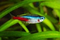 Neon tetra fish in aquarium